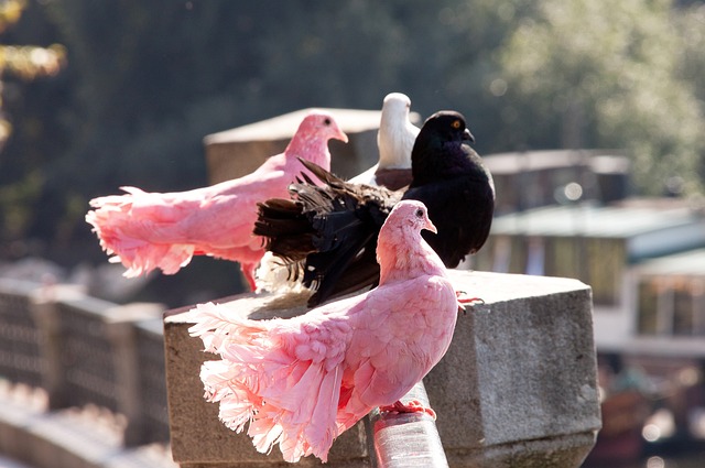 篮球火箭主力球员受伤缺阵